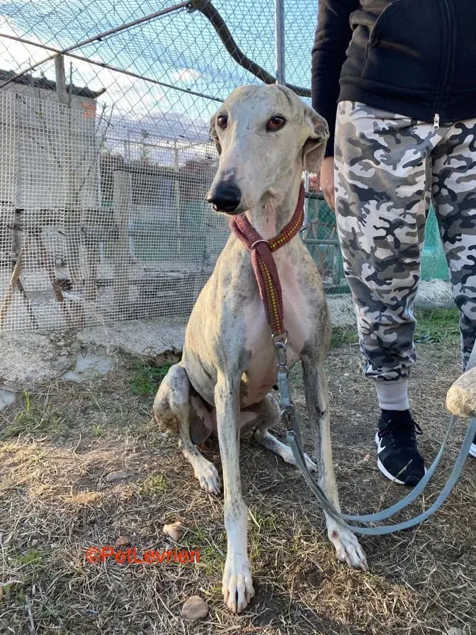 Lagertha adozione. levrieri galgo 4
