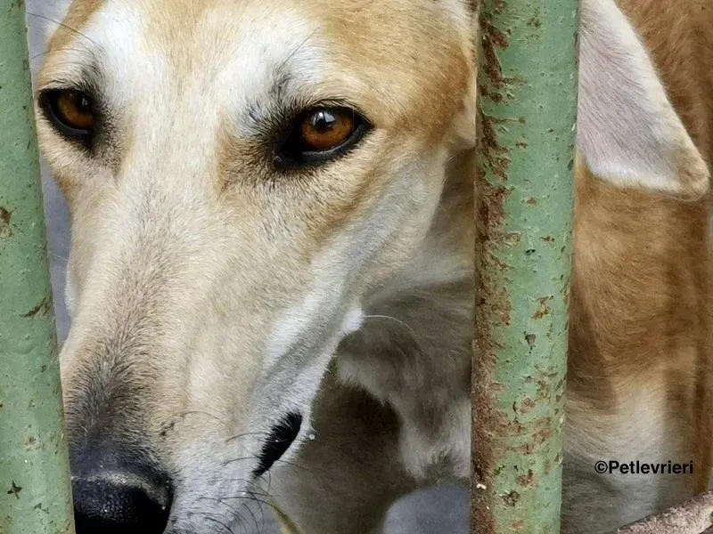 Lana adozione levrieri galgo 1