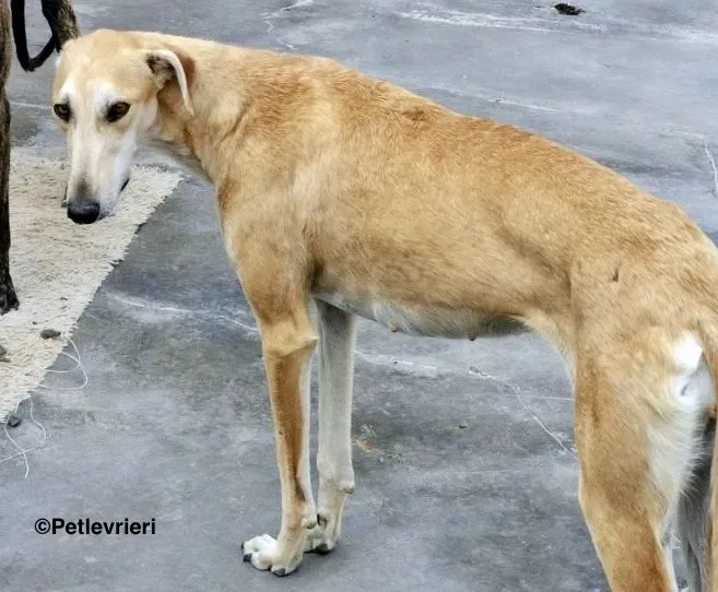 Lana adozione levrieri galgo 10