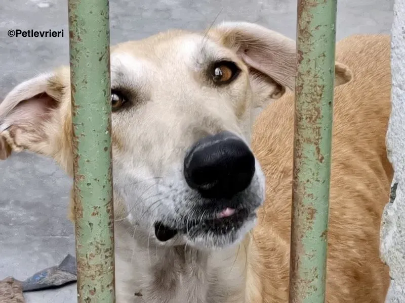 Lana adozione levrieri galgo 11