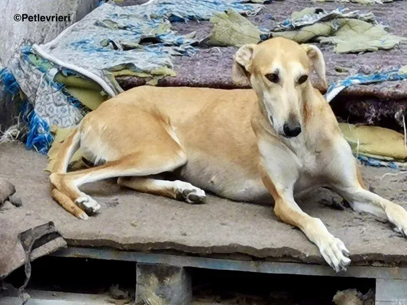 Lana adozione levrieri galgo 12