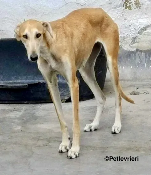 Lana adozione levrieri galgo 13