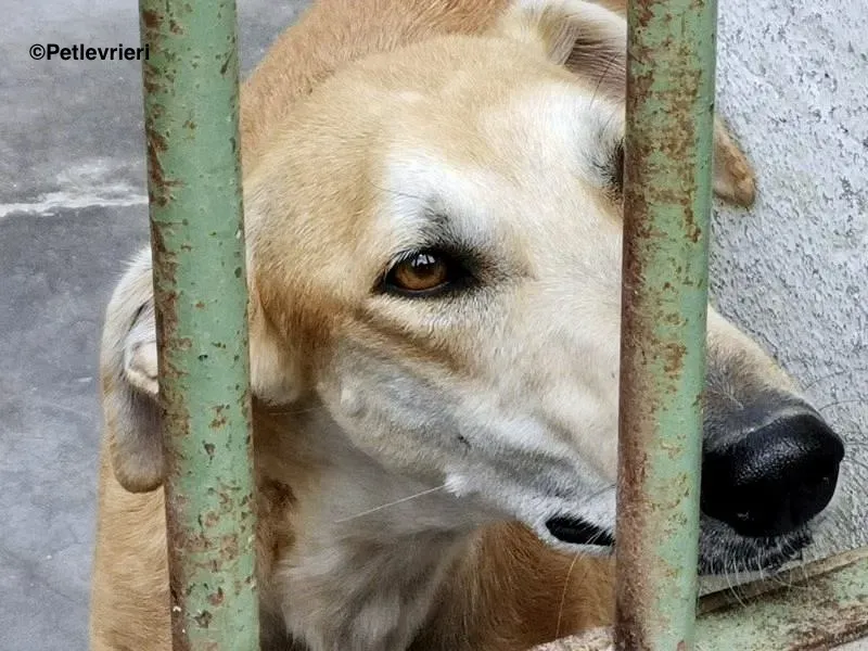 Lana adozione levrieri galgo 15
