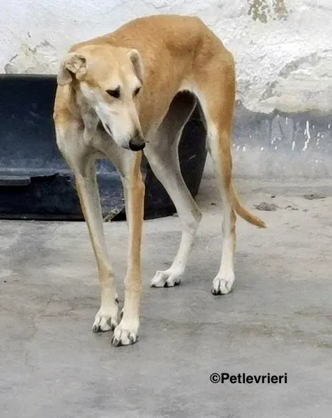Lana adozione levrieri galgo 16