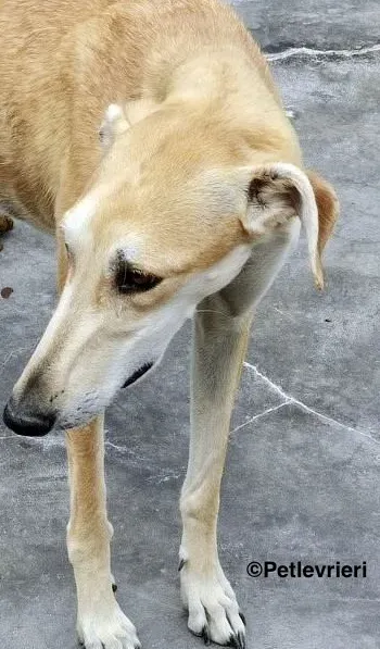 Lana adozione levrieri galgo 17