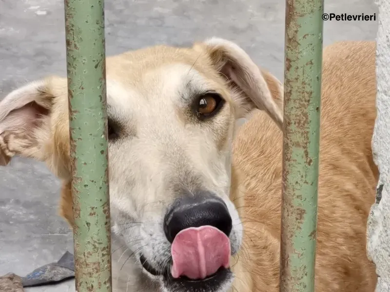 Lana adozione levrieri galgo 18