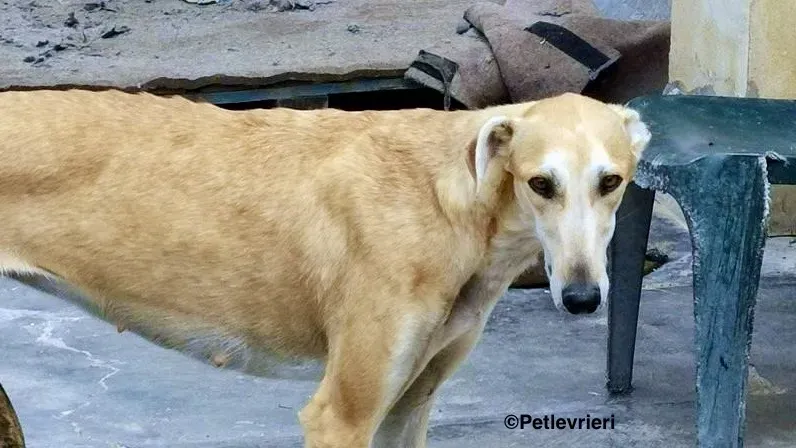 Lana adozione levrieri galgo 2 2
