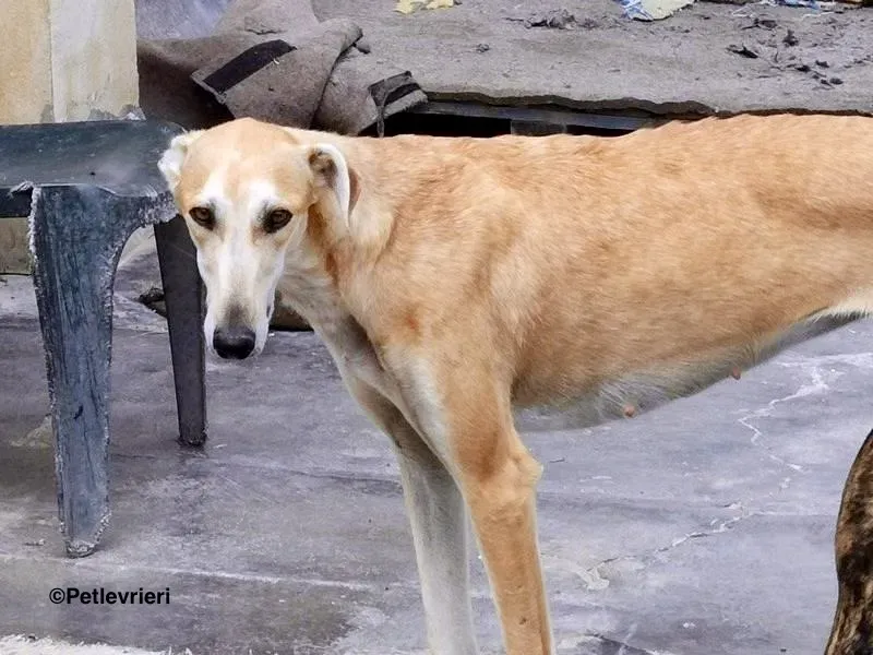 Lana adozione levrieri galgo 2