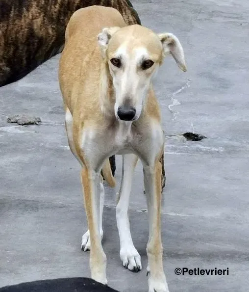 Lana adozione levrieri galgo 3