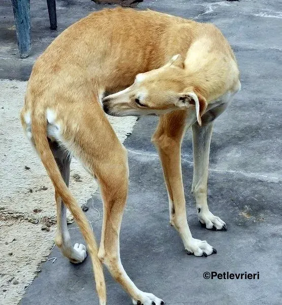 Lana adozione levrieri galgo 4