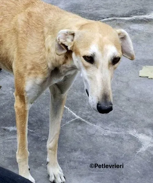 Lana adozione levrieri galgo 5
