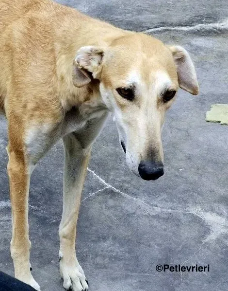 Lana adozione levrieri galgo 6