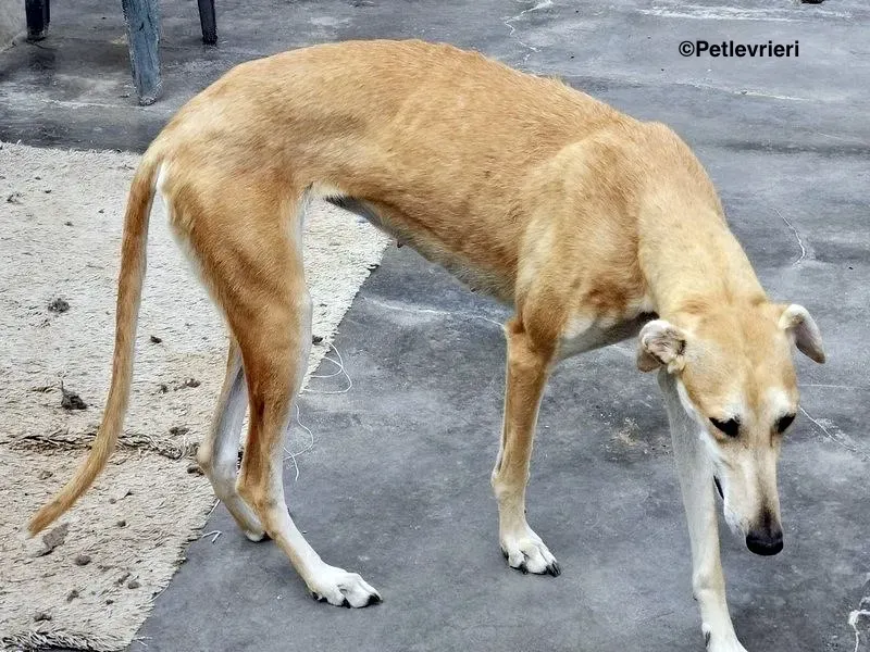 Lana adozione levrieri galgo 7