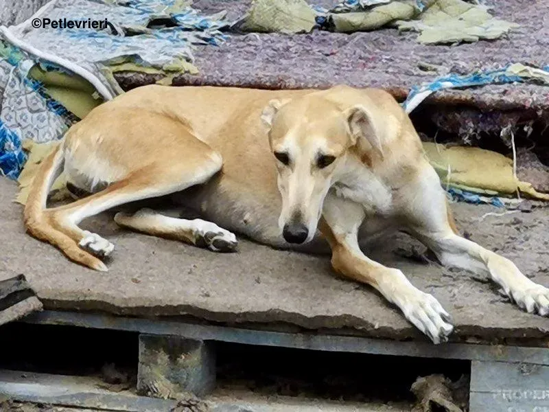 Lana adozione levrieri galgo 8