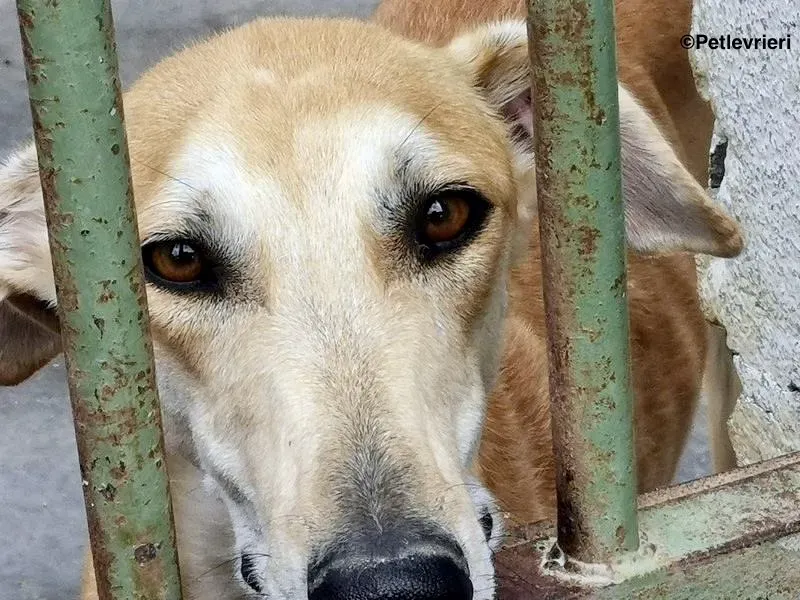 Lana adozione levrieri galgo 9