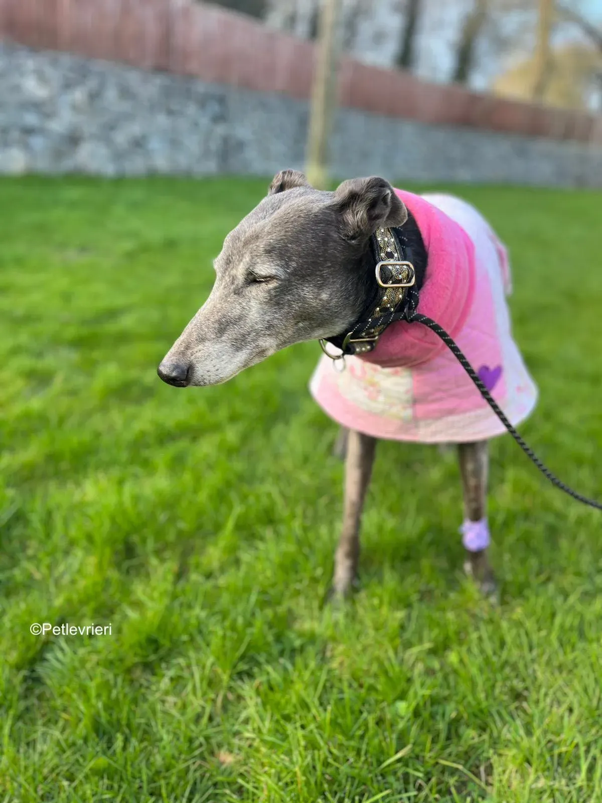 Laoise adozione levrieri greyhound 1