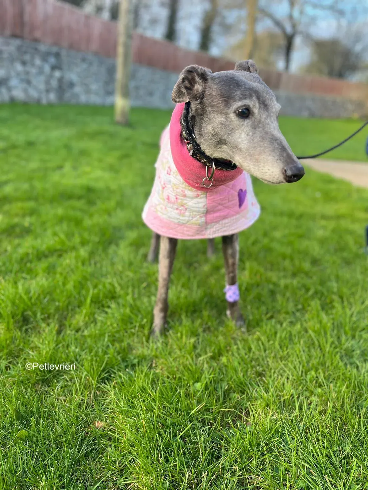 Laoise adozione levrieri greyhound 2