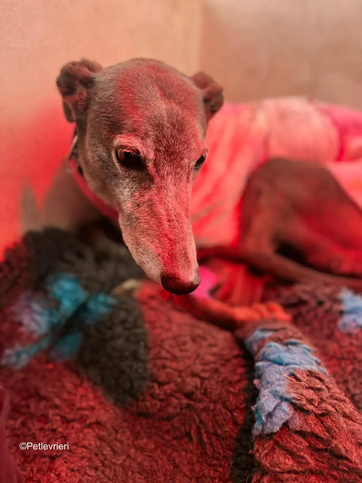 Laoise adozione levrieri greyhound 3