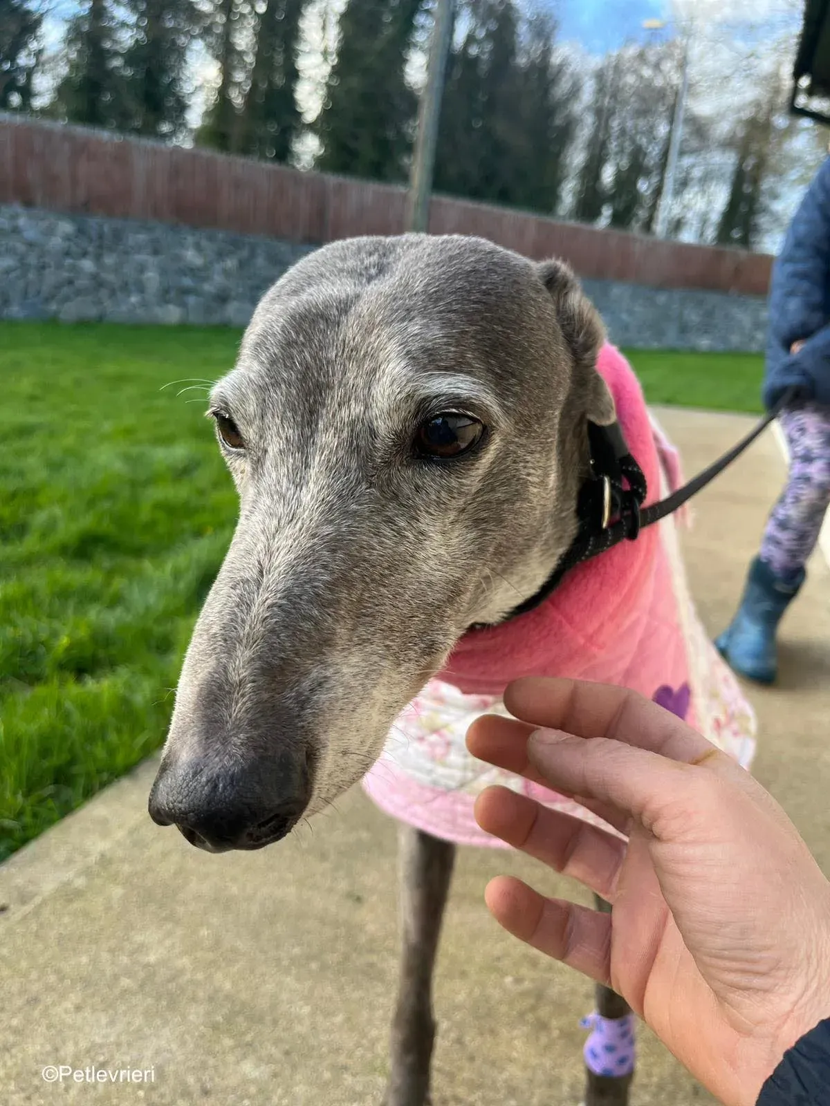 Laoise adozione levrieri greyhound 4