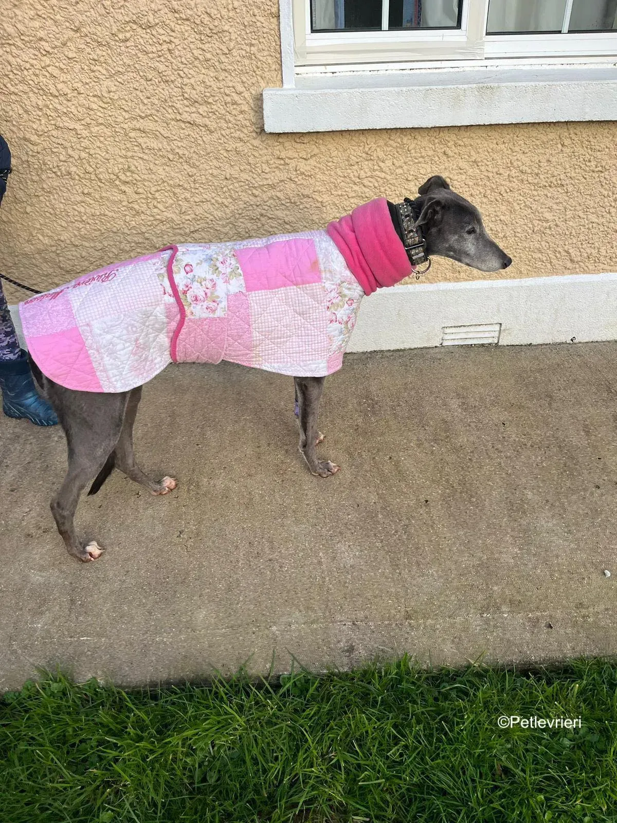 Laoise adozione levrieri greyhound 5