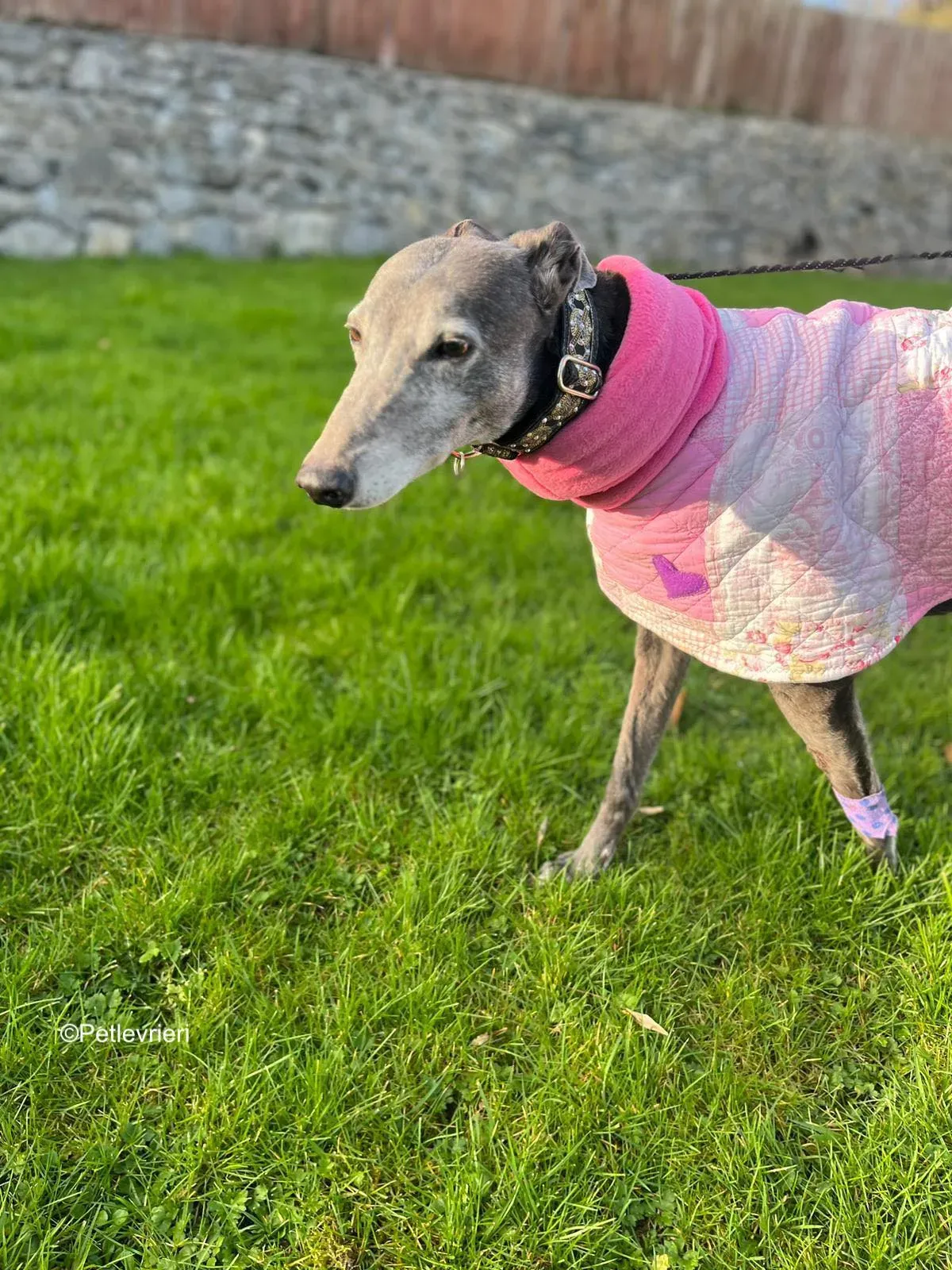 Laoise adozione levrieri greyhound 6