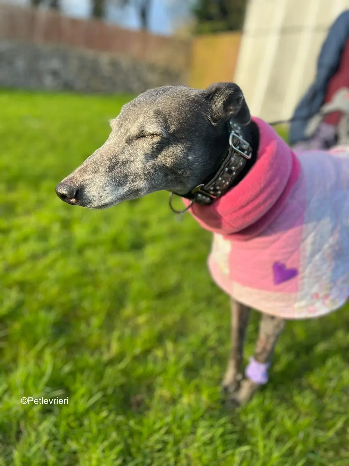 Laoise adozione levrieri greyhound 7