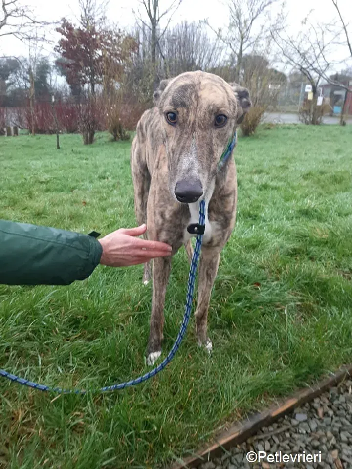 Larch adozione levrieri greyhound 1