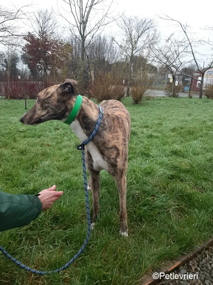 Larch adozione levrieri greyhound 2