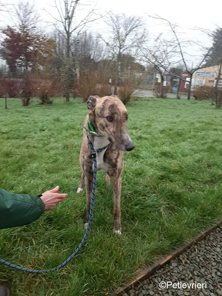 Larch adozione levrieri greyhound 3