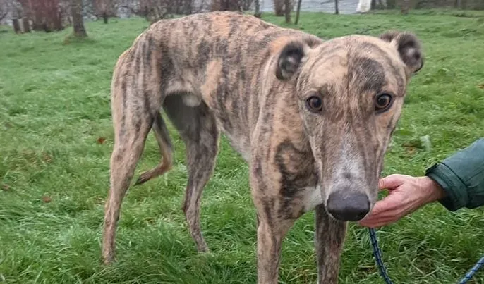 Larch adozione levrieri greyhound 5 e1608582039716