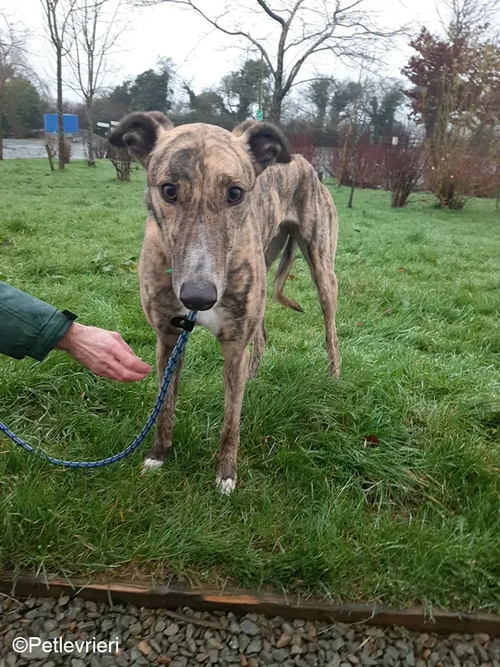 Larch adozione levrieri greyhound 6