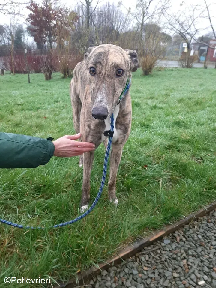 Larch adozione levrieri greyhound 7