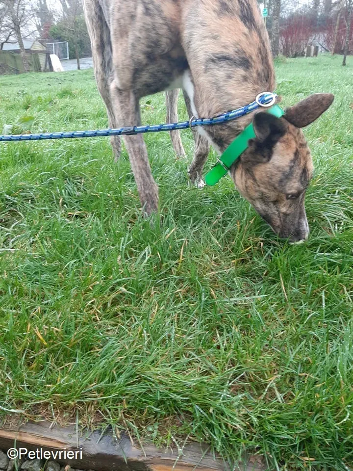 Larch adozione levrieri greyhound 8