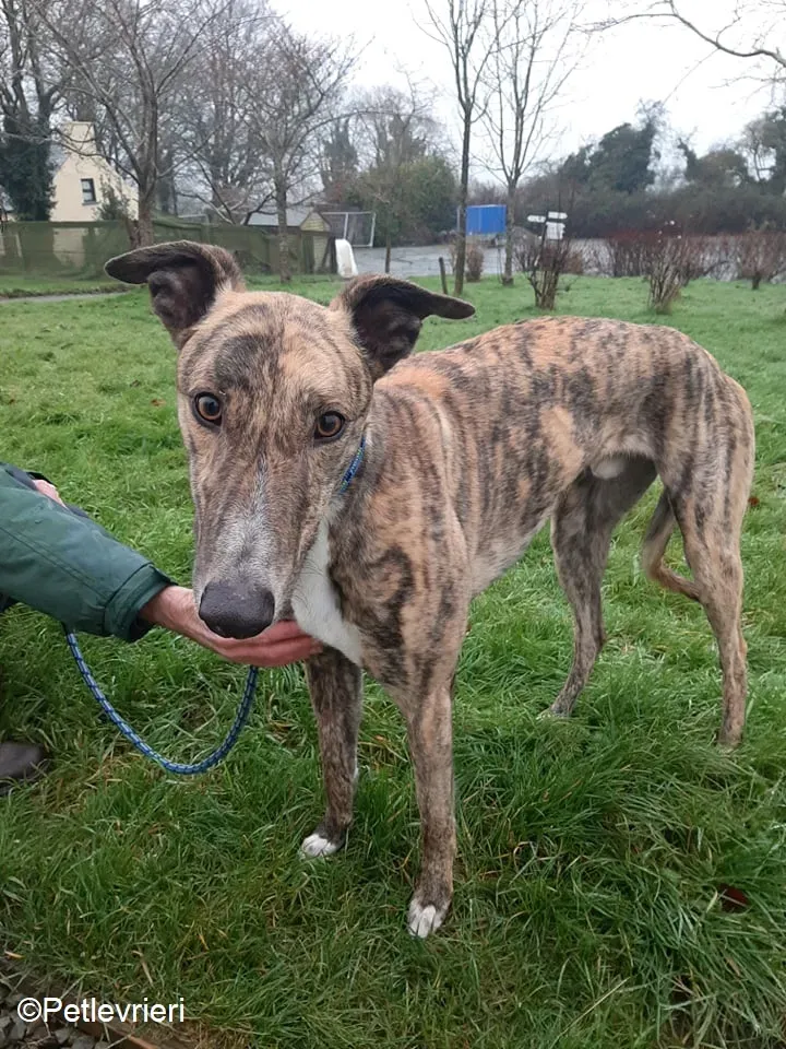 Larch adozione levrieri greyhound 9