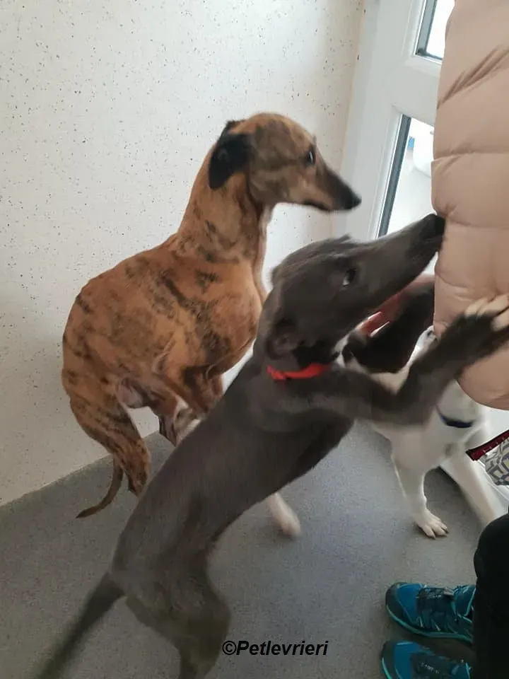 Larry Leah Leonard adozione levrieri greyhound 2