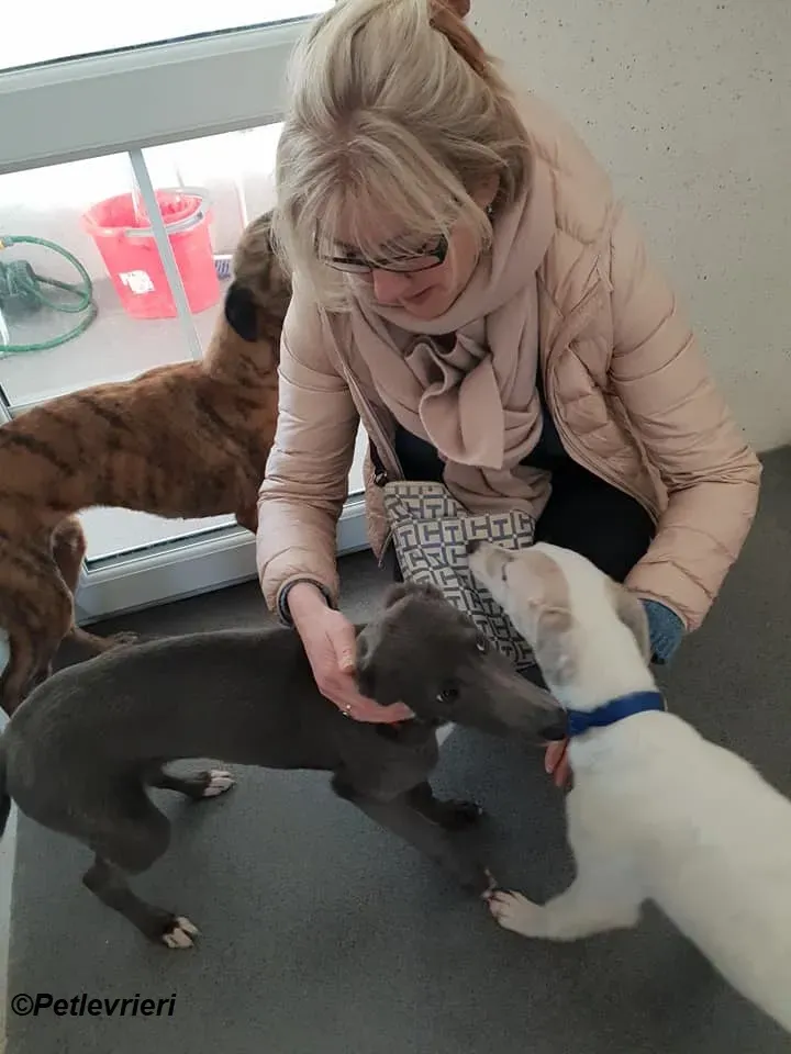 Larry Leah Leonard adozione levrieri greyhound 3