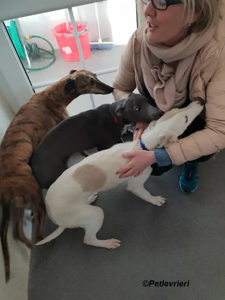 Larry Leah Leonard adozione levrieri greyhound 4
