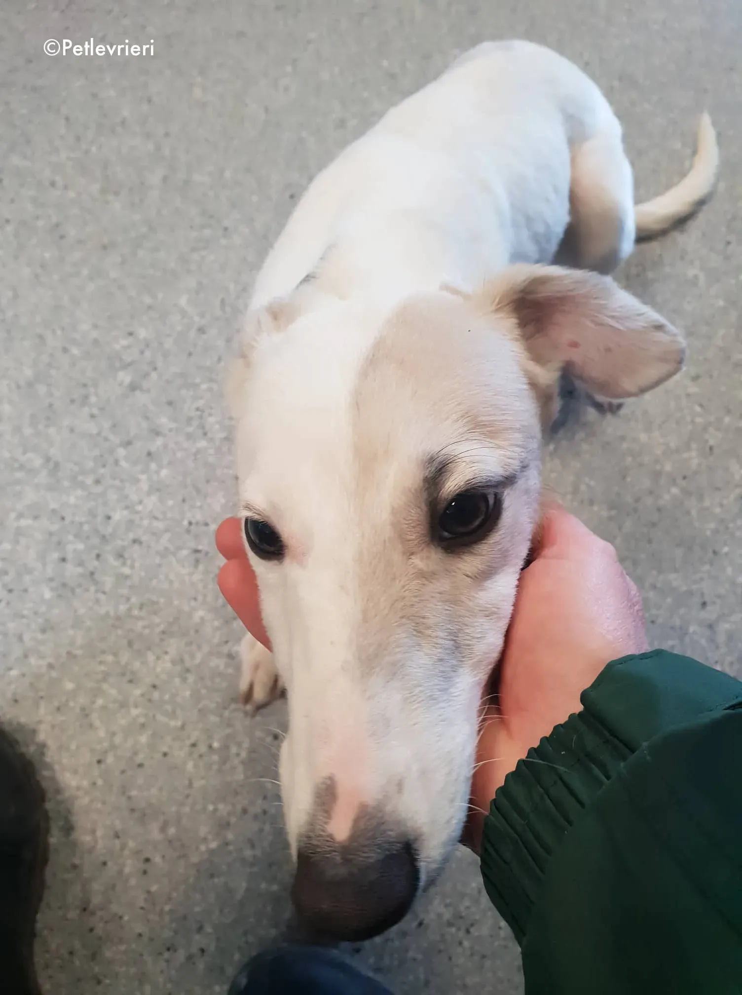 Larry adozione levrieri greyhound 1