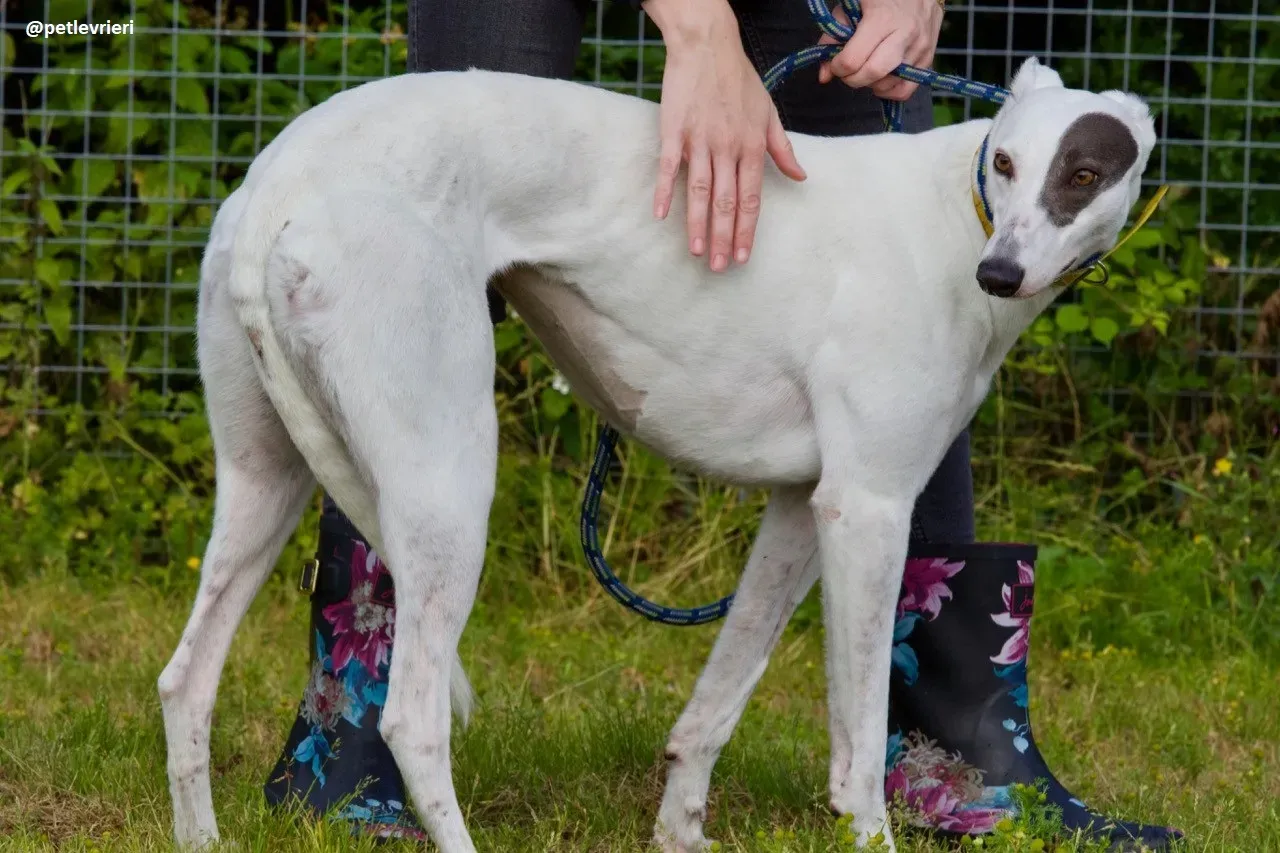 Lassie adozione greyhound 1