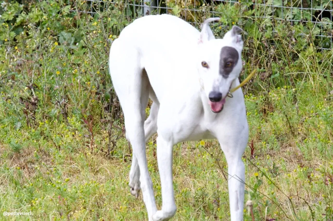 Lassie adozione greyhound 10