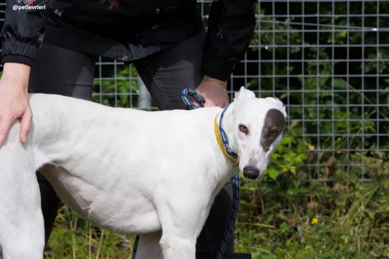 Lassie adozione greyhound 11
