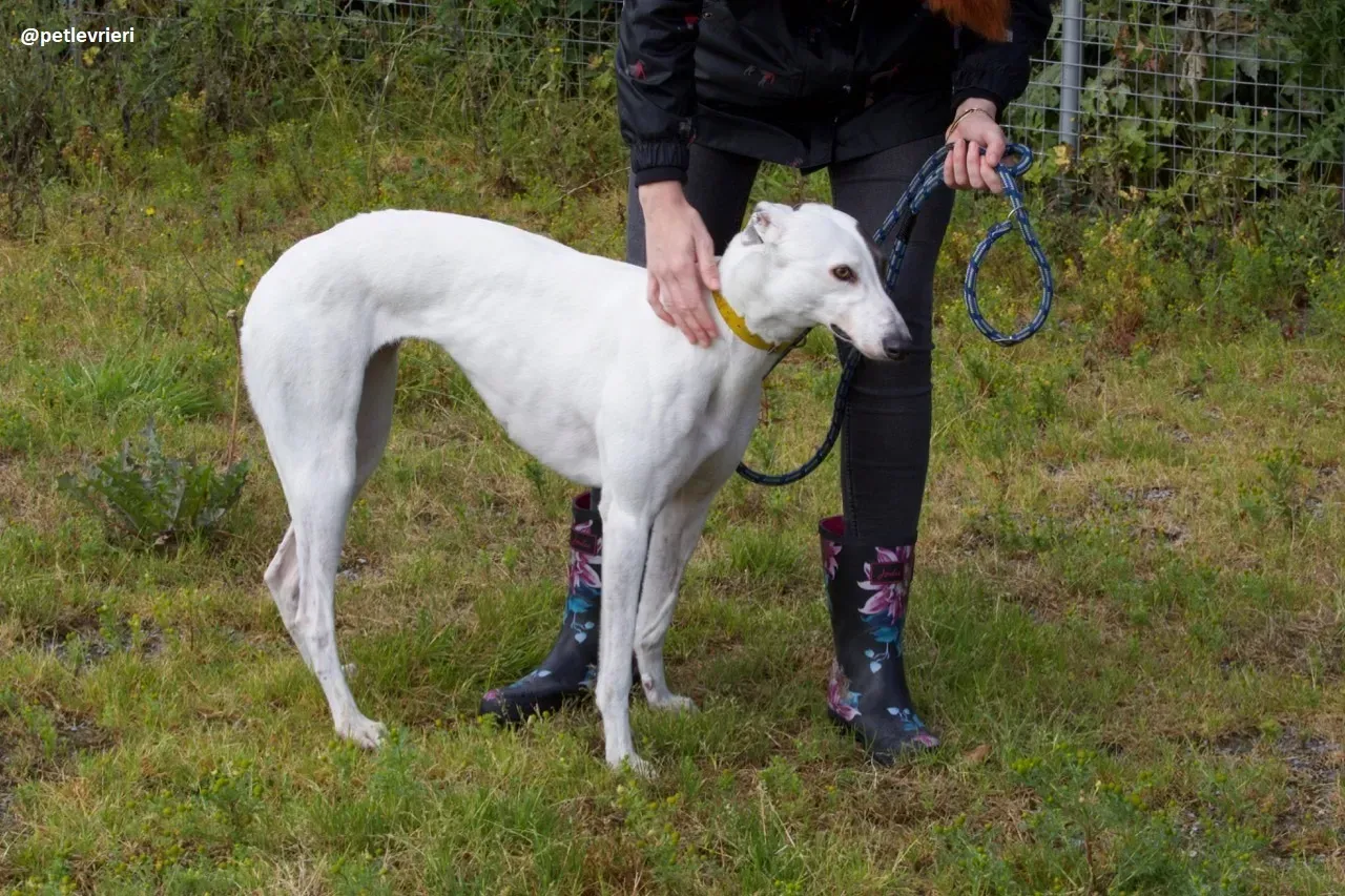 Lassie adozione greyhound 12