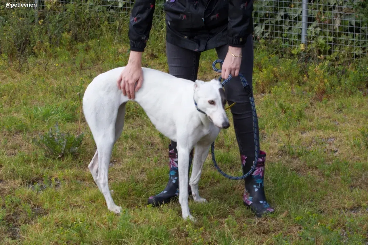 Lassie adozione greyhound 13