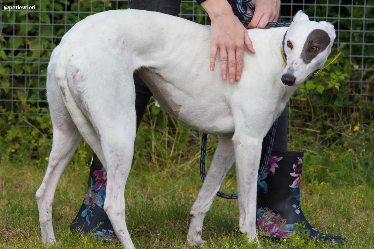 Lassie adozione greyhound 14