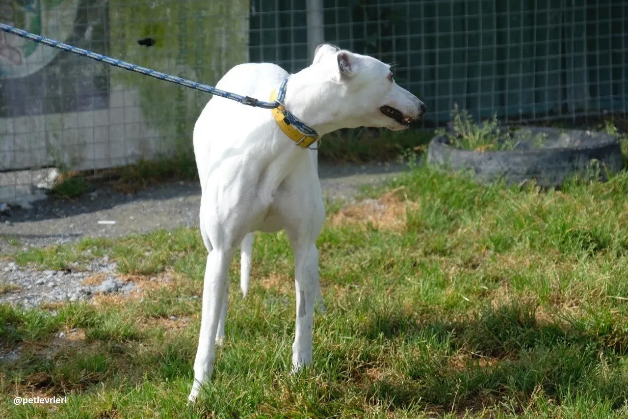 Lassie adozione greyhound 15