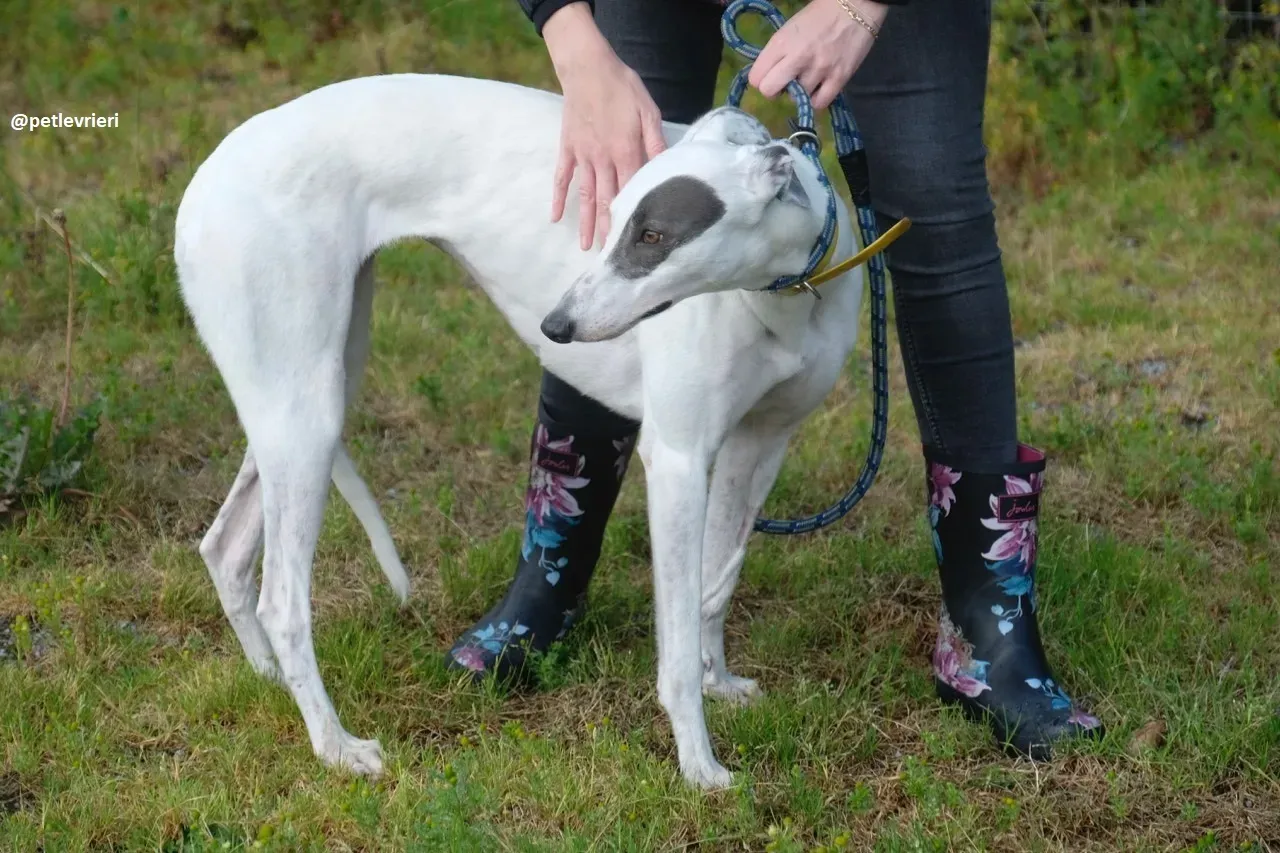 Lassie adozione greyhound 16