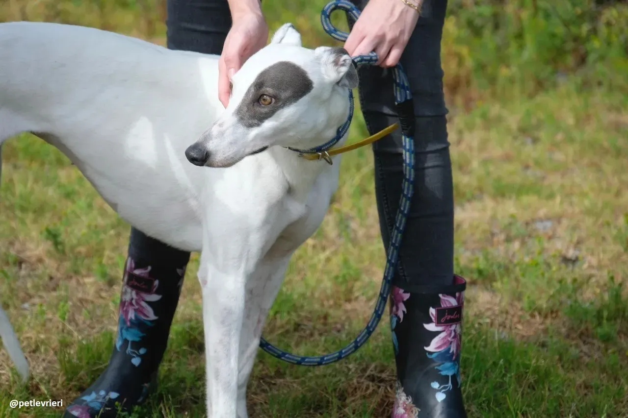 Lassie adozione greyhound 17