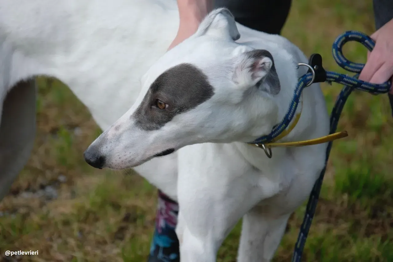 Lassie adozione greyhound 18