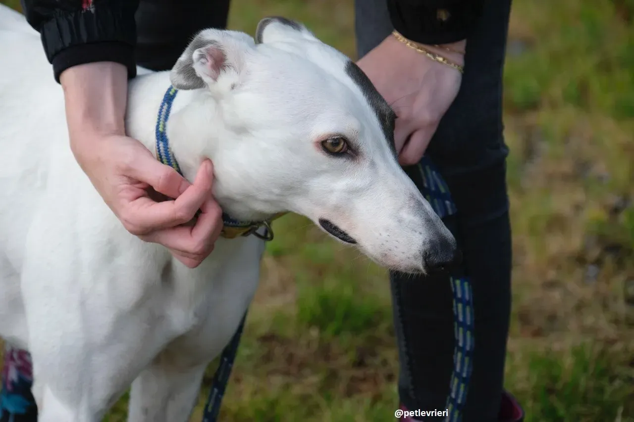Lassie adozione greyhound 19