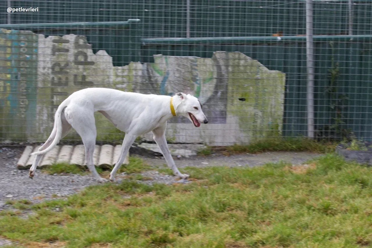 Lassie adozione greyhound 2